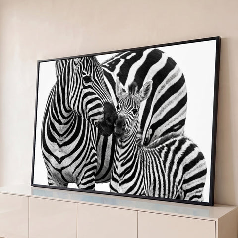 Zebra e filhote encostando os focinhos em fotografia preto e branco com fundo branco, quadro decorativo