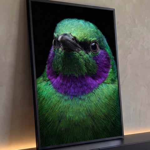 Close de pássaro de penas verdes iridescentes e colar roxo sobre fundo preto, quadro decorativo