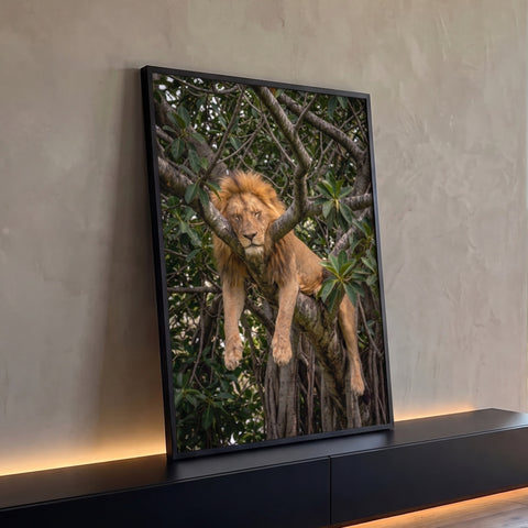 Leão de juba dourada dormindo relaxado sobre galho de árvore entre folhas verdes, quadro decorativo