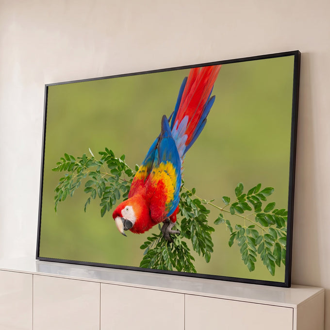 Arara vermelha, azul e amarela de cabeça para baixo em galho com folhas e fundo verde desfocado, quadro decorativo