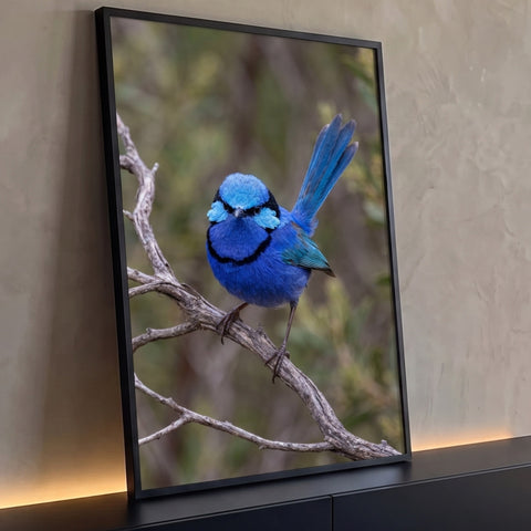 Pássaro corruíra azul com cauda erguida pousado em galho seco, fundo verde desfocado, quadro decorativo