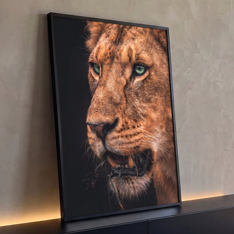 Close de leoa com olhos verdes e capim na boca em fundo preto, pelagem marrom dourada, quadro decorativo
