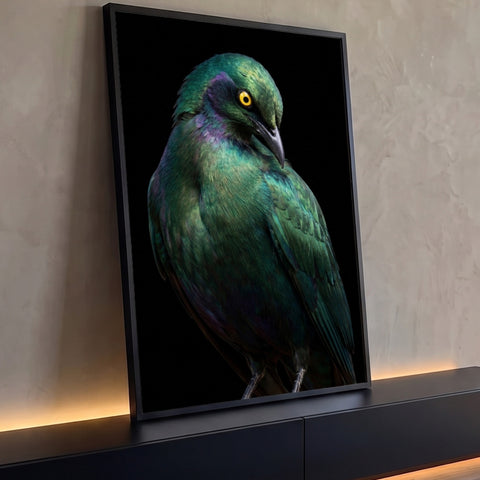 Estorninho de penas verdes iridescentes e olho amarelo de cabeça baixa em fundo preto, quadro decorativo