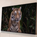 Quadro Decorativo Grande Tigre Olhar Fixo Laranja para Sala | quadros decorativos para sala | tigre em close com olhos claros e fundo de folhagem verde desfocada | Porao dos Quadros