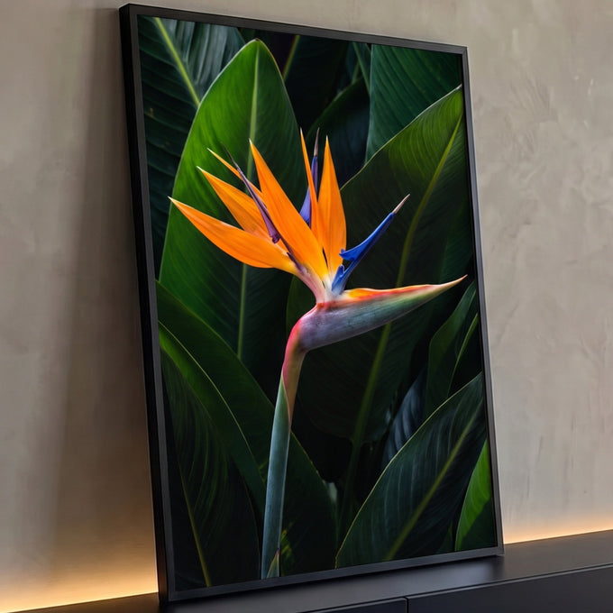 Flor ave-do-paraíso laranja e azul entre folhas tropicais verde-escuras, quadro decorativo