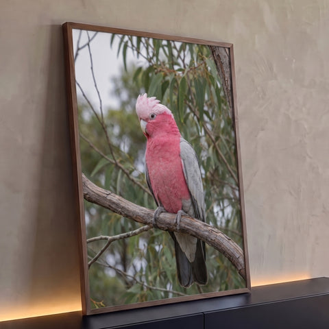 Cacatua galah rosa e cinza pousada em galho de eucalipto com folhagem verde ao fundo, quadro decorativo