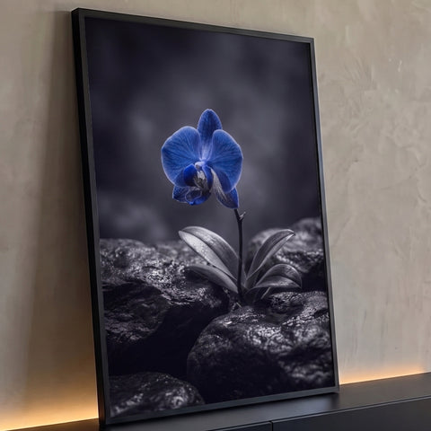 Orquídea azul solitária brotando entre pedras negras molhadas com fundo escuro, quadro decorativo