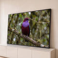 Pássaro exótico vinho com peito roxo pousado em galho com musgo e bromélias na floresta, quadro decorativo