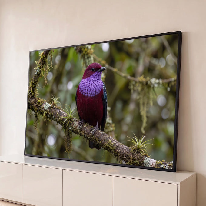 Pássaro exótico vinho com peito roxo pousado em galho com musgo e bromélias na floresta, quadro decorativo
