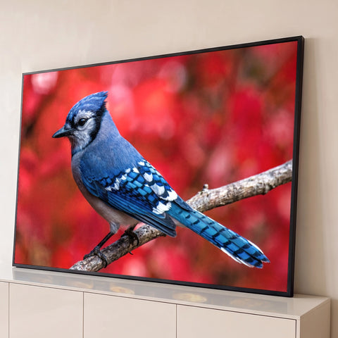Pássaro gaio-azul pousado em galho seco com fundo vermelho de outono desfocado, quadro decorativo