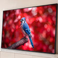 Pássaro gaio-azul pousado em galho com fundo vermelho de outono desfocado, quadro decorativo