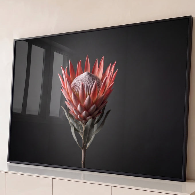 Flor protea-rei em tons de rosa e coral com folhas verde-acinzentadas sobre fundo cinza escuro, quadro decorativo