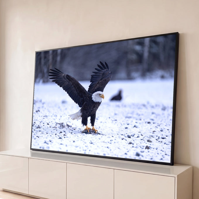 Quadro Decorativo Grande Águia de Asas Marrom para Sala | quadros decorativos para sala | águia-de-cabeça-branca com asas abertas sobre neve e pedras | Porao dos Quadros
