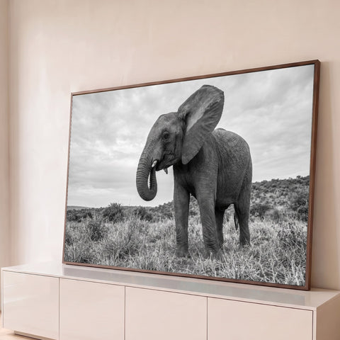 Elefante africano de tromba enrolada e orelha aberta na savana, fotografia preto e branco, quadro decorativo