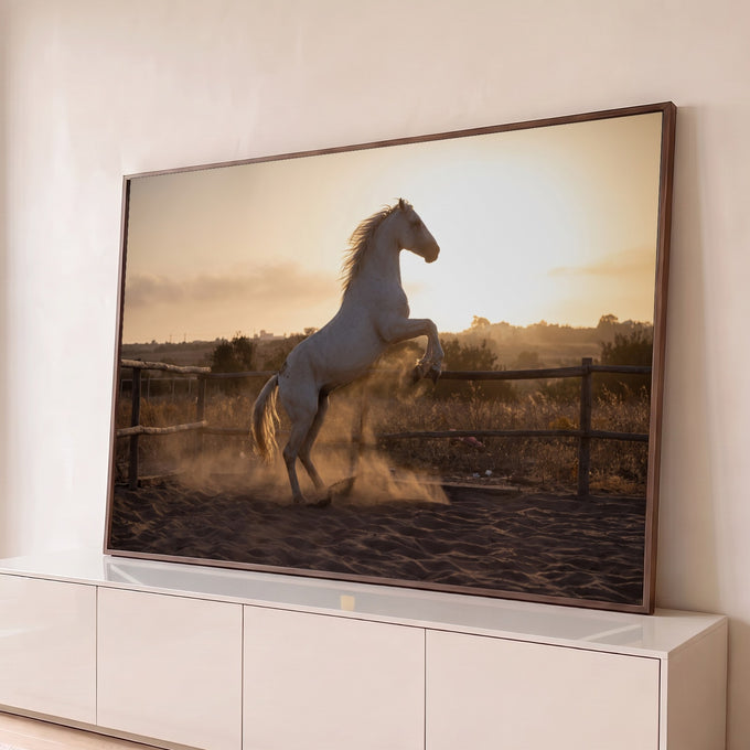 Cavalo branco empinado levantando poeira em picadeiro de areia ao pôr do sol, quadro decorativo