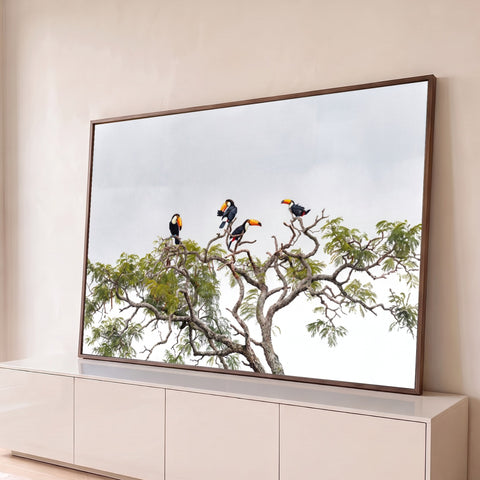 Quatro tucanos de bico laranja pousados no alto de uma árvore com céu claro ao fundo, quadro decorativo