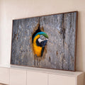 Arara azul e amarela espiando pelo oco de um tronco de madeira cinza, fotografia, quadro decorativo