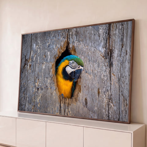 Arara azul e amarela espiando pelo oco de um tronco de madeira cinza, fotografia, quadro decorativo