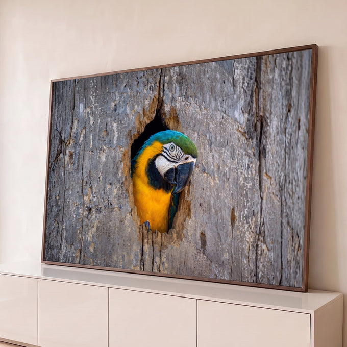 Arara azul e amarela espiando pelo oco de um tronco de madeira cinza, fotografia, quadro decorativo