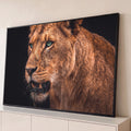 Leoa de olhos verdes com a boca aberta mordendo capim, pelagem castanha sobre fundo preto, quadro decorativo