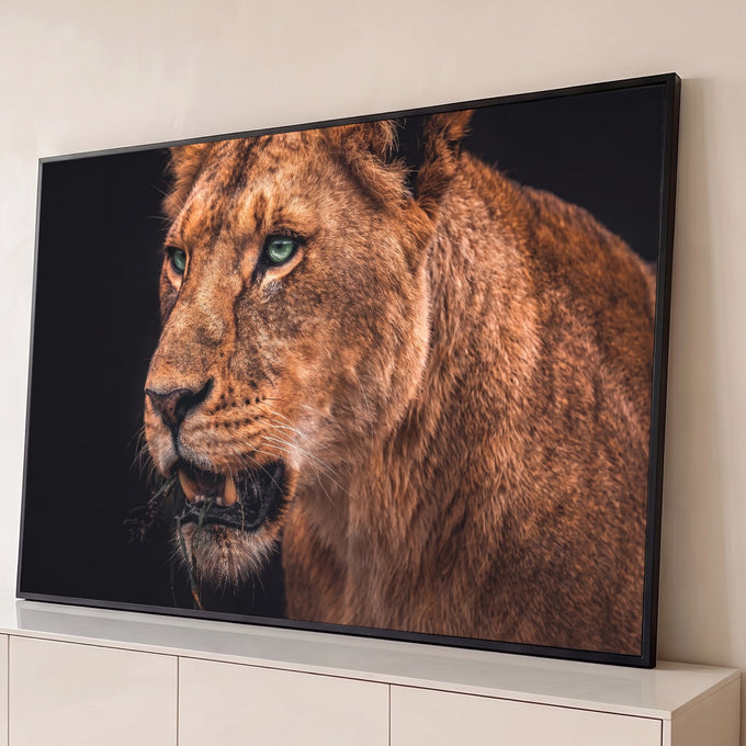 Leoa de olhos verdes com a boca aberta mordendo capim, pelagem castanha sobre fundo preto, quadro decorativo