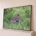 Leopardo deitado na grama verde com língua de fora e cauda enrolada, fotografia, quadro decorativo