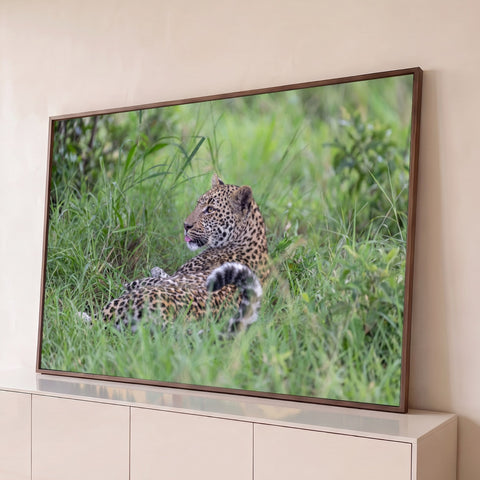 Leopardo deitado na grama verde com língua de fora e cauda enrolada, fotografia, quadro decorativo