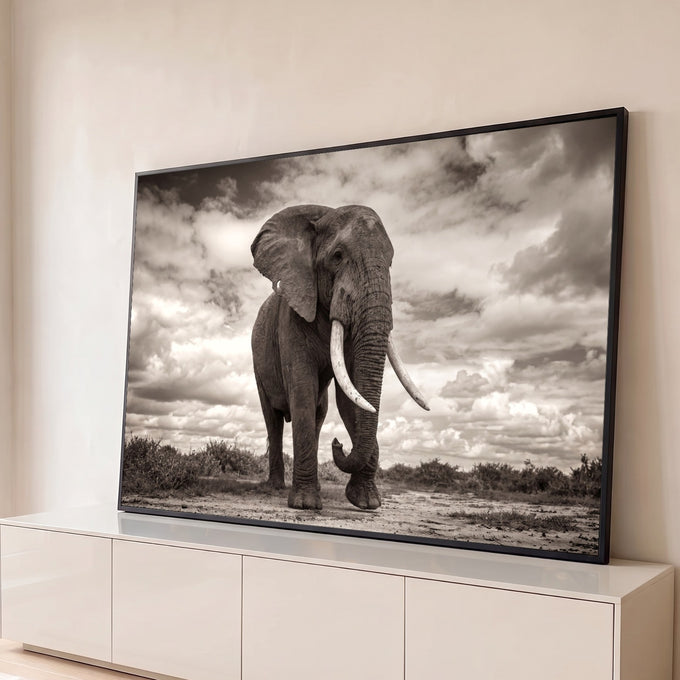 Elefante africano de presas longas caminhando sob céu dramático em fotografia sépia, quadro decorativo