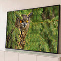 Coruja-real de olhos laranja intensos escondida entre galhos verdes de pinheiro, quadro decorativo