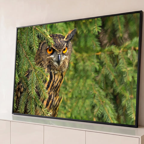 Coruja-real de olhos laranja intensos escondida entre galhos verdes de pinheiro, quadro decorativo