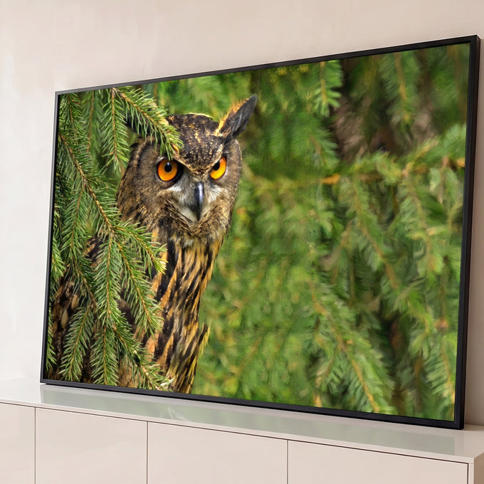 Coruja-real de olhos laranja intensos escondida entre galhos verdes de pinheiro, quadro decorativo