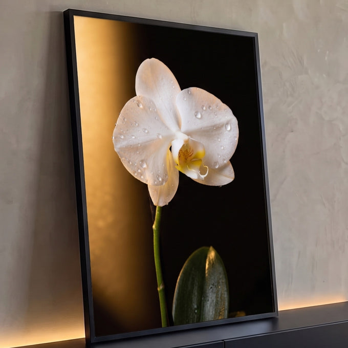 Orquídea branca com gotas de orvalho e feixe de luz dourada sobre fundo preto, quadro decorativo