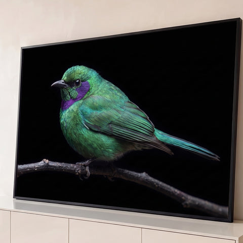 Pássaro verde esmeralda com garganta roxa pousado em galho seco sobre fundo preto, quadro decorativo