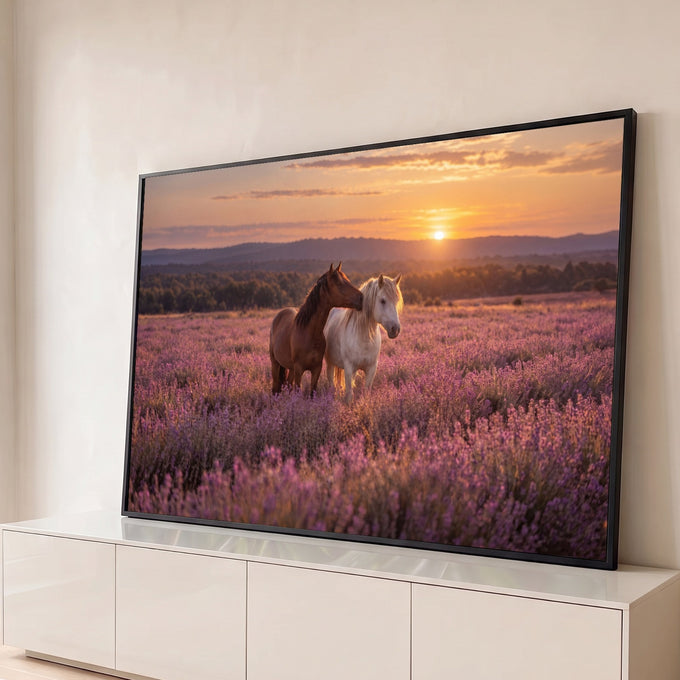Cavalo alazão e cavalo branco juntos em campo de lavanda roxa ao pôr do sol, quadro decorativo