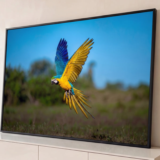 Arara-canindé azul e amarela em voo com asas abertas sobre campo verde e céu azul, quadro decorativo