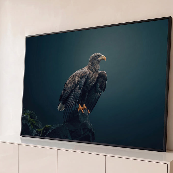 Águia rabalva pousada em rocha com musgo, olhar altivo e fundo azul petróleo escuro, quadro decorativo