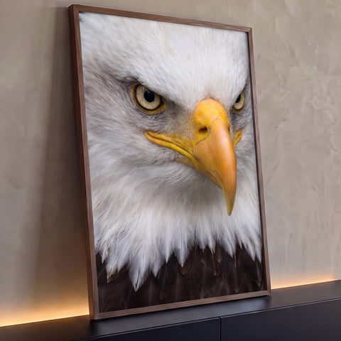 Retrato em close de águia americana de cabeça branca, olhos atentos e bico amarelo, quadro decorativo