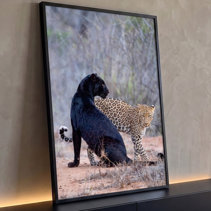 Pantera negra sentada e leopardo malhado caminhando na savana africana, fotografia, quadro decorativo