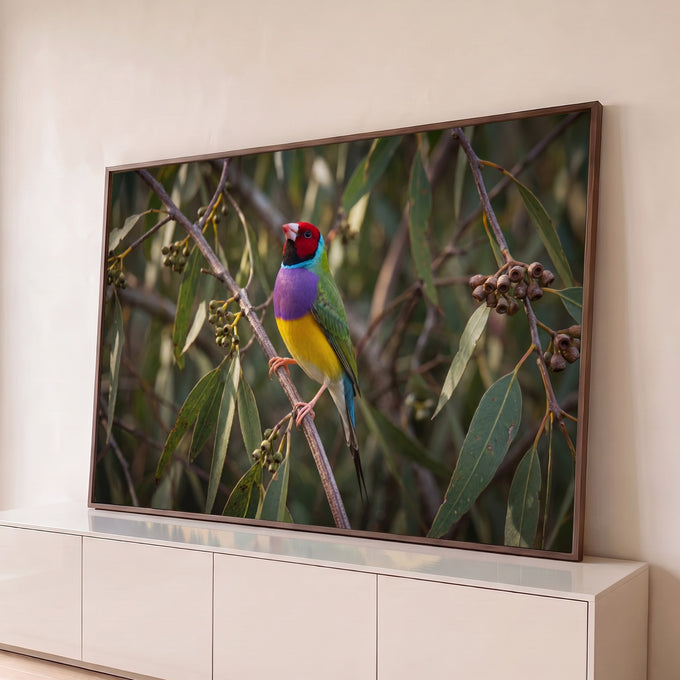 Pássaro diamante-de-gould colorido pousado em galho de eucalipto com folhas verdes, quadro decorativo