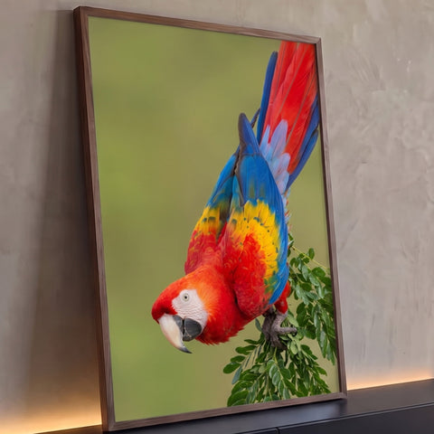 Arara vermelha de cabeça para baixo em galho verde, plumagem vermelha, azul e amarela, quadro decorativo
