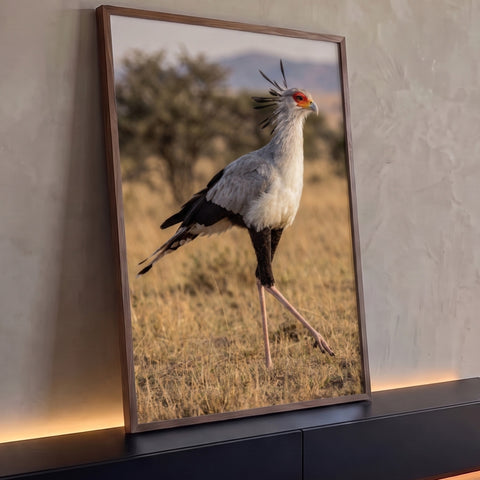 Ave secretária de penas cinza e rosto vermelho caminhando na savana de capim dourado, quadro decorativo