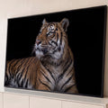 Tigre deitado com olhar altivo para o alto, listras laranja e fundo preto, fotografia quadro decorativo