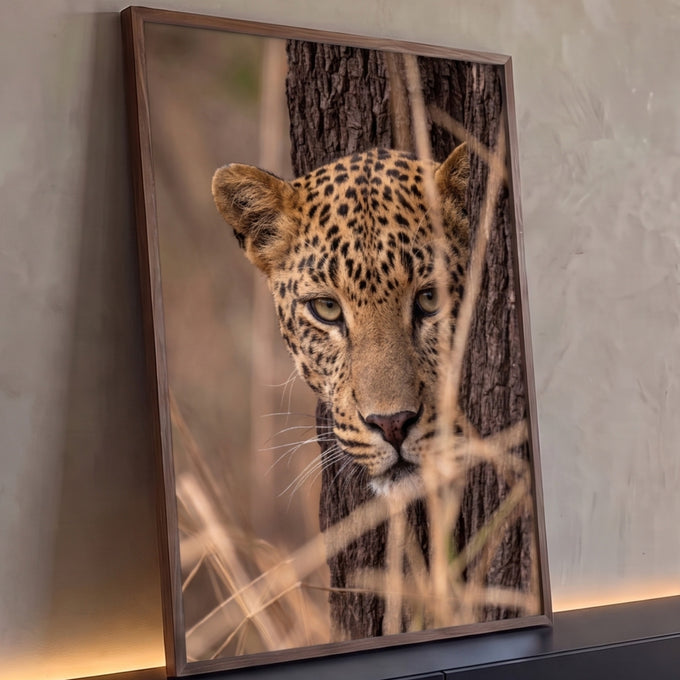 Leopardo de olhos verdes espreitando atrás de tronco entre capim seco, fotografia, quadro decorativo