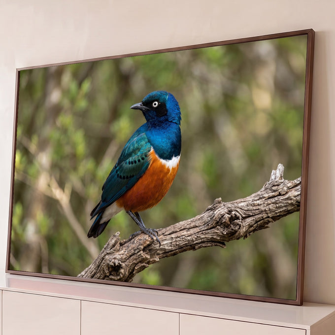 Estorninho-soberbo azul e laranja pousado em galho seco com fundo verde desfocado, quadro decorativo