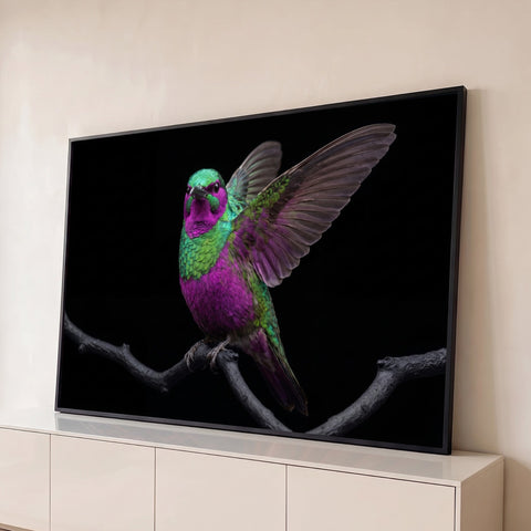 Beija-flor roxo e verde de asas abertas pousado em galho escuro sobre fundo preto, quadro decorativo