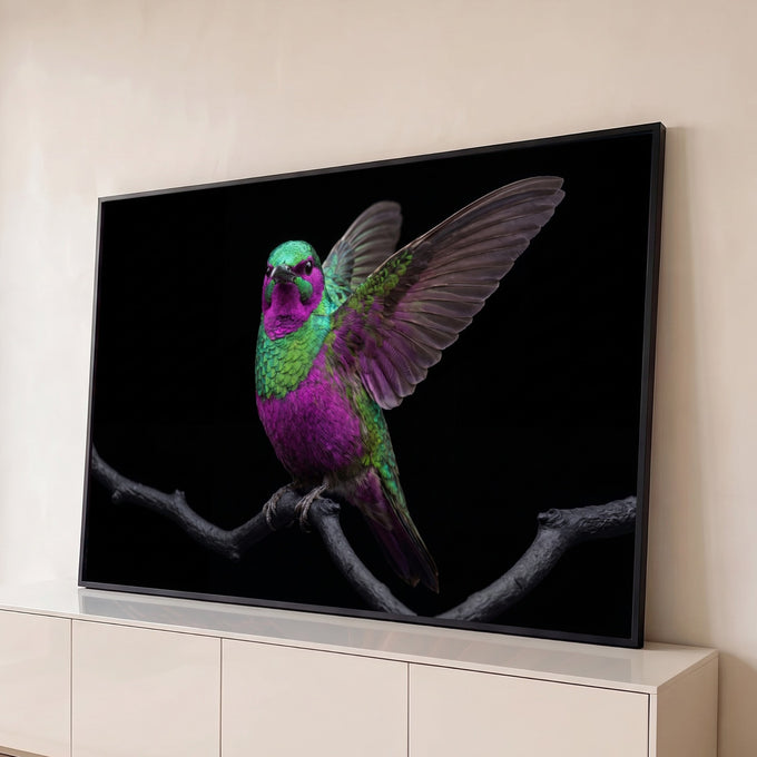 Beija-flor roxo e verde de asas abertas pousado em galho escuro sobre fundo preto, quadro decorativo