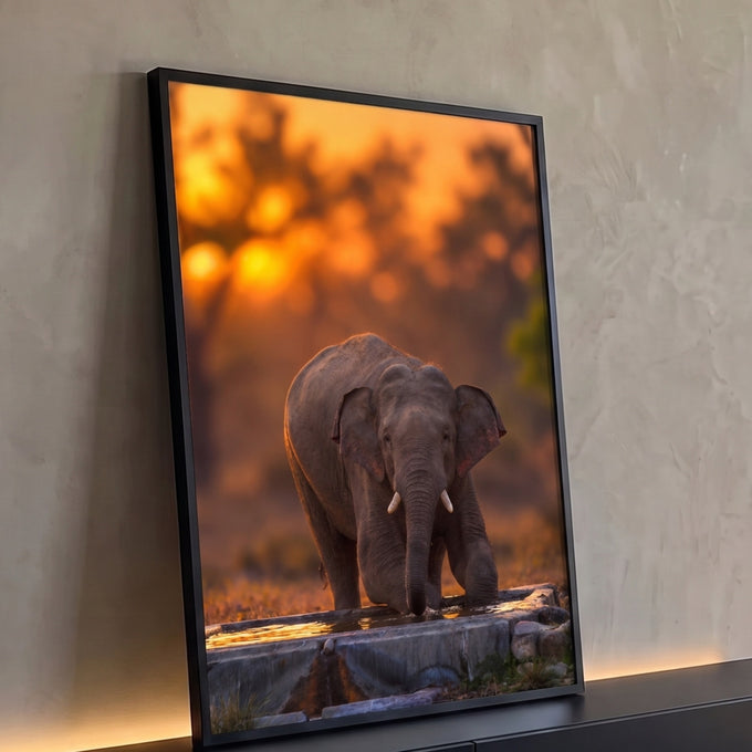 Elefante jovem ajoelhado bebendo água em bebedouro com fundo laranja de pôr do sol, quadro decorativo