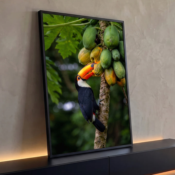 Tucano de bico laranja comendo mamão em pé de papaia com folhagem verde ao fundo, quadro decorativo