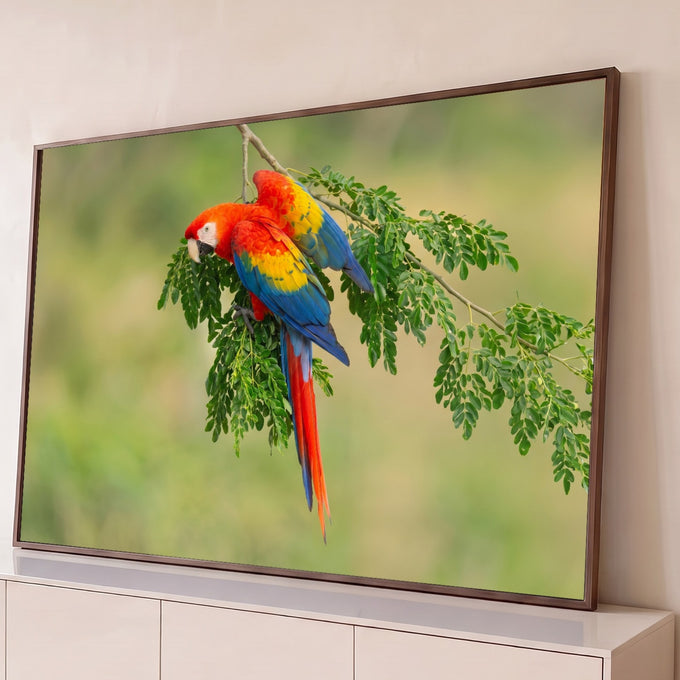 Arara vermelha de asas amarelas e azuis pousada em galho com folhas verdes e fundo desfocado, quadro decorativo