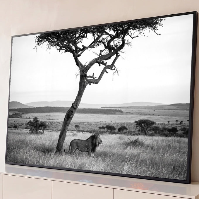Leão africano de juba escura em pé no capim alto sob acácia na savana, em preto e branco, quadro decorativo